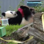 EEUU-WASHINGTON D.C.-PANDA GIGANTE-QING BAO-CUMPLEAÑOS