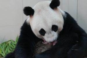 CHINA-SICHUAN-WOLONG-CACHORRO DE PANDA GIGANTE