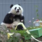 EEUU-WASHINGTON D.C.-PANDA GIGANTE-QING BAO-CUMPLEAÑOS