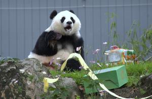 EEUU-WASHINGTON D.C.-PANDA GIGANTE-QING BAO-CUMPLEAÑOS