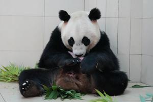 CHINA-SICHUAN-WOLONG-CACHORRO DE PANDA GIGANTE