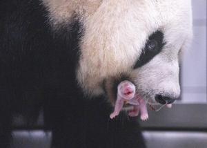 REPUBLICA DE COREA-SEUL-CHINA-PANDA GIGANTE-NACIMIENTO