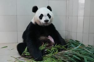 CHINA-SICHUAN-WOLONG-CACHORRO DE PANDA GIGANTE
