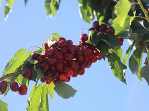 CHILE-CHERRIES-CHINA-MARKET