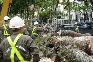 VIETNAM-HANOI-ARBOLES-REMOCION-TIFON