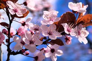 POLONIA-VARSOVIA-FLOR DE CEREZO-PAISAJE DE PRIMAVERA