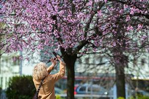 POLONIA-VARSOVIA-FLOR DE CEREZO-PAISAJE DE PRIMAVERA