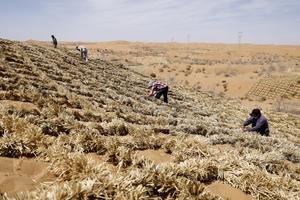 CHINA-NINGXIA-ZHONGWEI-MEDIO AMBIENTE-CONTROL DE ARENA