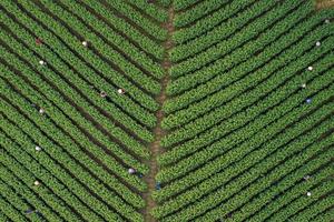 CHINA-PRIMAVERA-AGRICULTURA