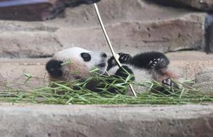 INDONESIA-BOGOR-CACHORRO DE PANDA GIGANTE
