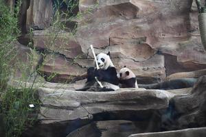 INDONESIA-BOGOR-CACHORRO DE PANDA GIGANTE