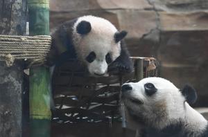 INDONESIA-BOGOR-CACHORRO DE PANDA GIGANTE