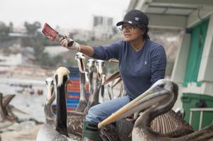 PERU-LIMA-EL NIÑO-PELICANOS