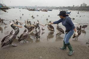 PERU-LIMA-EL NIÑO-PELICANOS