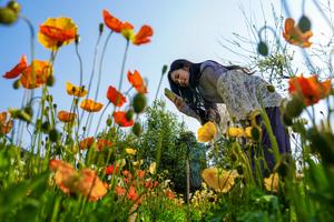 CHINA-YUNNAN-KUNMING-PAISAJE PRIMAVERAL