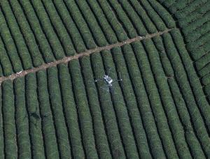 CHINA-ZHEJIANG-TE-TEMPORADA DE COSECHA