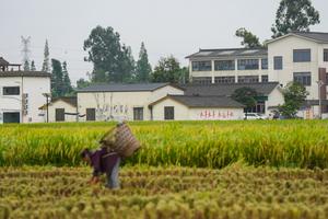CHINA-SICHUAN-MEISHAN-COSECHA