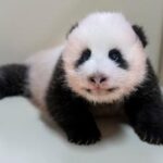 REPUBLICA DE COREA-EVERLAND-CACHORRO DE PANDA GIGANTE
