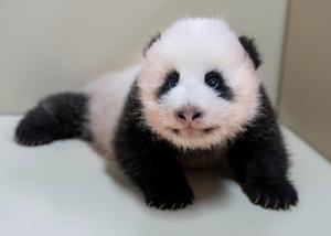 REPUBLICA DE COREA-EVERLAND-CACHORRO DE PANDA GIGANTE