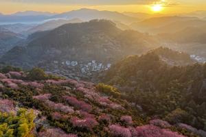 CHINA-ANHUI-SHEXIAN-CIRUELO-PAISAJE
