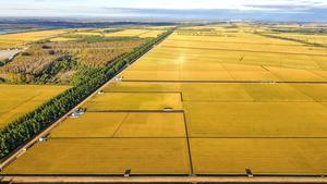 CHINA-HEILONGJIANG-CAMPOS DE ARROZ-TEMPORADA DE MADURACION