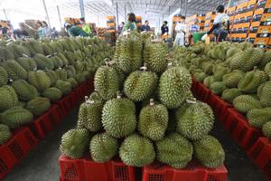 TAILANDIA-CHANTHABURI-DURIANES