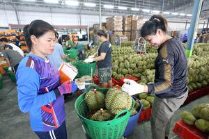 TAILANDIA-CHANTHABURI-DURIANES