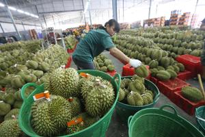 TAILANDIA-CHANTHABURI-DURIANES