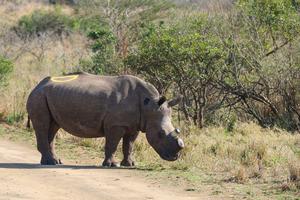 SUDAFRICA-KWAZULU-NATAL-PARQUE HLUHLUWE-IMFOLOZI