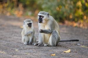 SUDAFRICA-KWAZULU-NATAL-PARQUE HLUHLUWE-IMFOLOZI