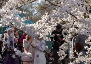 ALEMANIA-BERLIN-FESTIVAL DE FLORES DE CEREZO