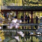 ALEMANIA-BERLIN-FESTIVAL DE FLORES DE CEREZO