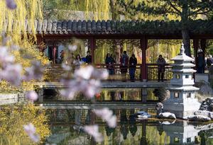 ALEMANIA-BERLIN-FESTIVAL DE FLORES DE CEREZO