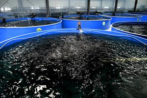 CHINA-SHANDONG-LIAOCHENG-CHIPING-AGRICULTURA INTELIGENTE