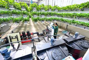 CHINA-SHANDONG-LIAOCHENG-CHIPING-AGRICULTURA INTELIGENTE