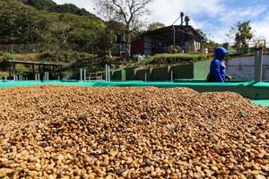 EL SALVADOR-SONSONATE-CHINA-CAFE