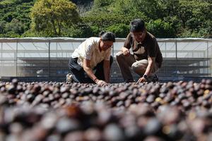 EL SALVADOR-SONSONATE-CHINA-CAFE