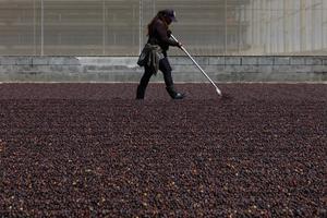 EL SALVADOR-SONSONATE-CHINA-CAFE