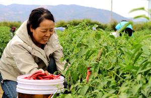CHINA-AGRICULTURA-TEMPORADA DE COSECHA