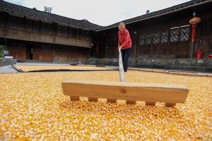 CHINA-AGRICULTURA-TEMPORADA DE COSECHA
