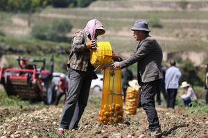 CHINA-AGRICULTURA-TEMPORADA DE COSECHA
