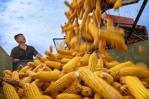 CHINA-AGRICULTURA-TEMPORADA DE COSECHA