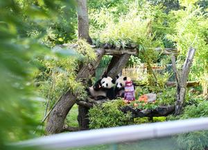 ALEMANIA-BERLIN-ZOOLOGICO DE BERLIN-GEMELAS DE PANDA GIGANTE-CUMPLEAÑOS
