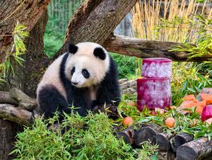 ALEMANIA-BERLIN-ZOOLOGICO DE BERLIN-GEMELAS DE PANDA GIGANTE-CUMPLEAÑOS