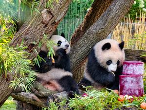 ALEMANIA-BERLIN-ZOOLOGICO DE BERLIN-GEMELAS DE PANDA GIGANTE-CUMPLEAÑOS