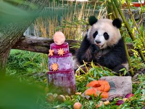 ALEMANIA-BERLIN-ZOOLOGICO DE BERLIN-GEMELAS DE PANDA GIGANTE-CUMPLEAÑOS
