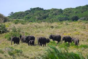 SUDAFRICA-KWAZULU-NATAL-PARQUE DEL HUMEDAL DE ISIMANGALISO