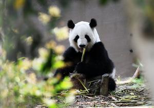 CHINA-SICHUAN-CHENGDU-PANDA GIGANTE