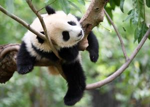 CHINA-SICHUAN-CHENGDU-PANDA GIGANTE