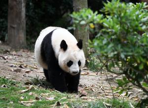 CHINA-SICHUAN-CHENGDU-PANDA GIGANTE